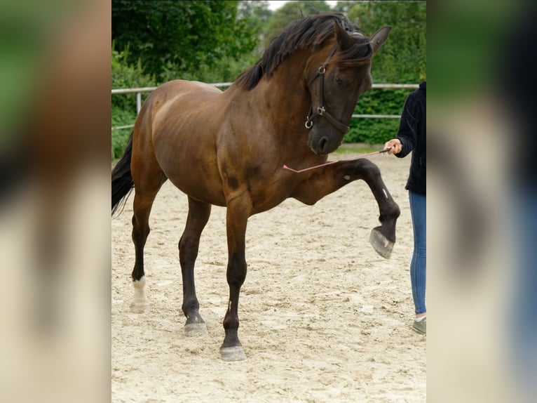 Spanisches Sportpferd Mix Wallach 15 Jahre 155 cm Dunkelbrauner in Essen
