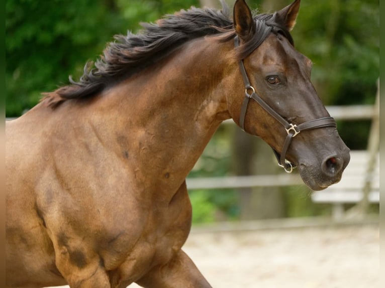 Spanisches Sportpferd Mix Wallach 15 Jahre 155 cm Dunkelbrauner in Essen