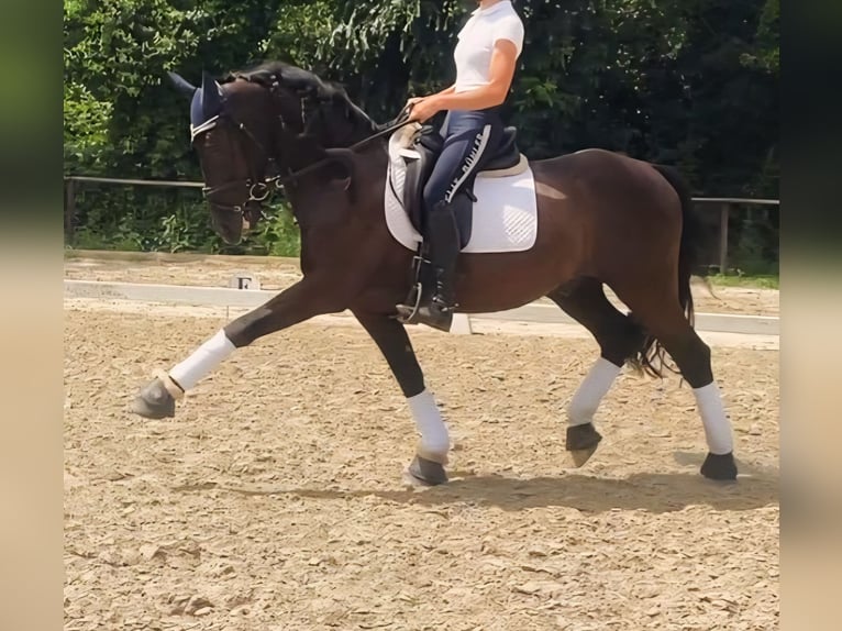 Spanisches Sportpferd Mix Wallach 15 Jahre 155 cm Dunkelbrauner in Essen
