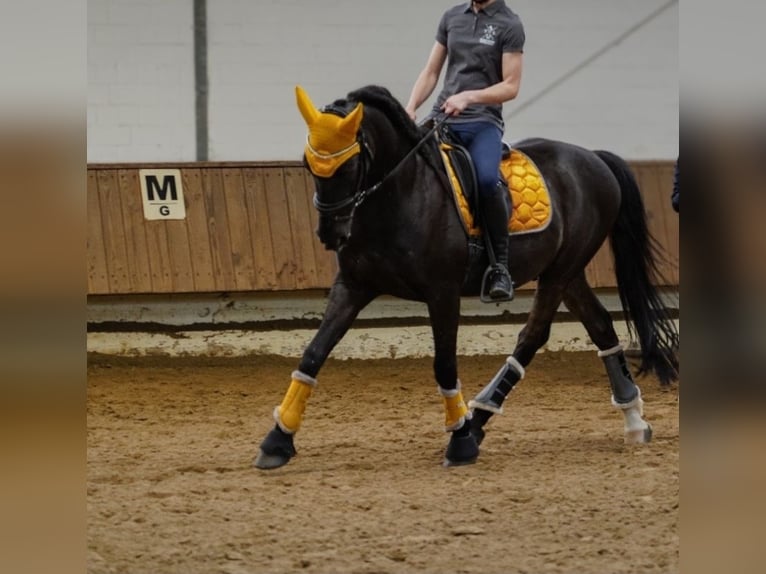 Spanisches Sportpferd Mix Wallach 15 Jahre 155 cm Dunkelbrauner in Essen