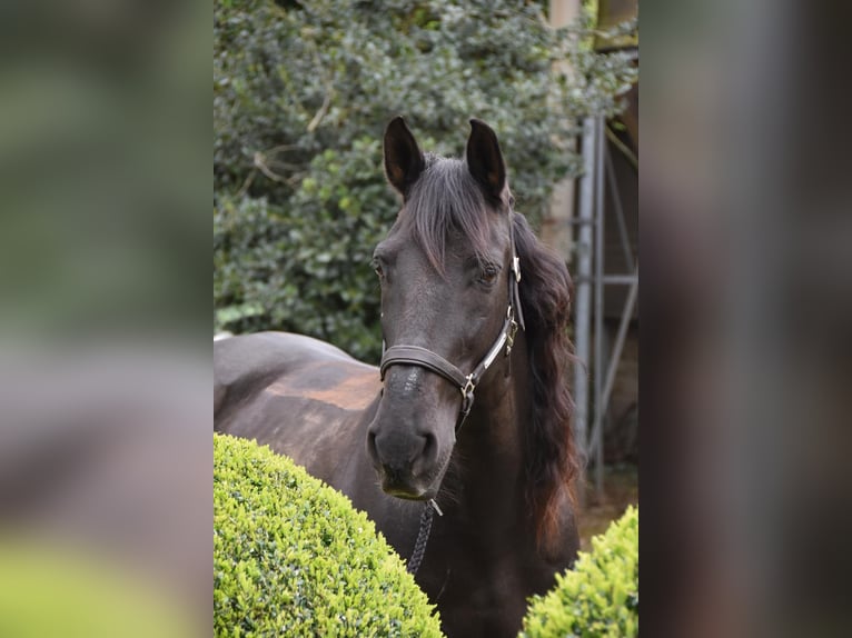 Spanisches Sportpferd Mix Wallach 15 Jahre 155 cm Dunkelbrauner in Essen