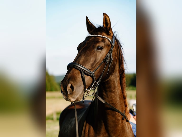 Spanisches Sportpferd Wallach 15 Jahre 165 cm Rappe in Inning am Ammersee