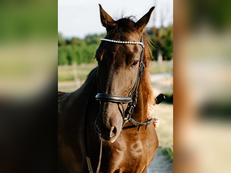 Spanisches Sportpferd Wallach 15 Jahre 165 cm Rappe in Inning am Ammersee