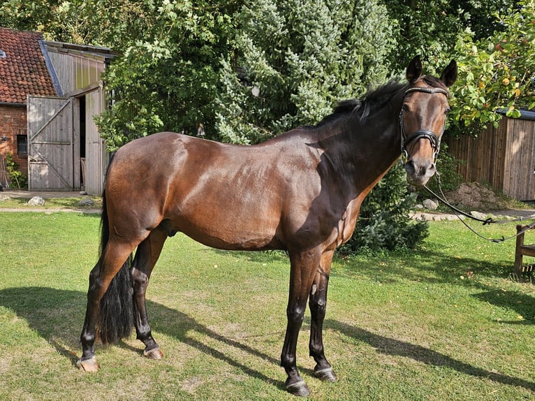 Spanisches Sportpferd Wallach 16 Jahre 165 cm Schwarzbrauner in Isernhagen