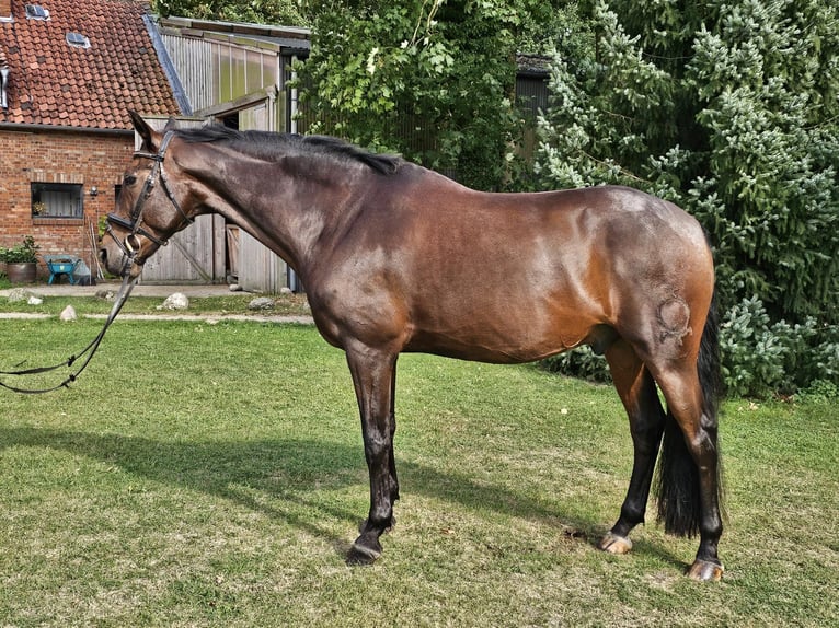 Spanisches Sportpferd Wallach 16 Jahre 165 cm Schwarzbrauner in Isernhagen