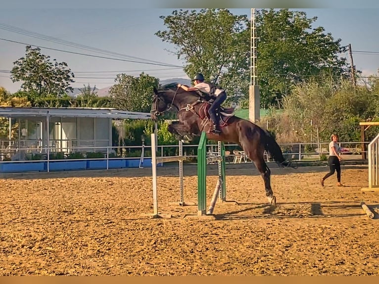 Spanisches Sportpferd Wallach 16 Jahre 178 cm Rappe in La Zubia
