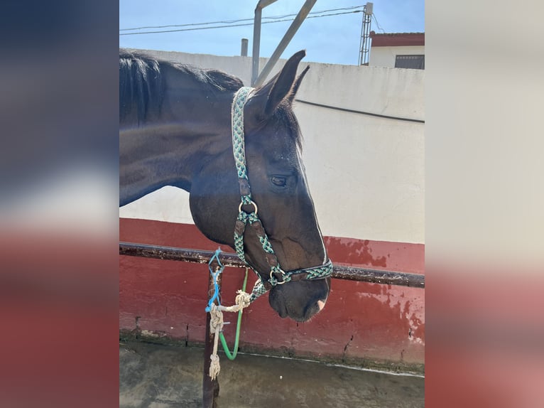 Spanisches Sportpferd Wallach 16 Jahre 178 cm Rappe in La Zubia