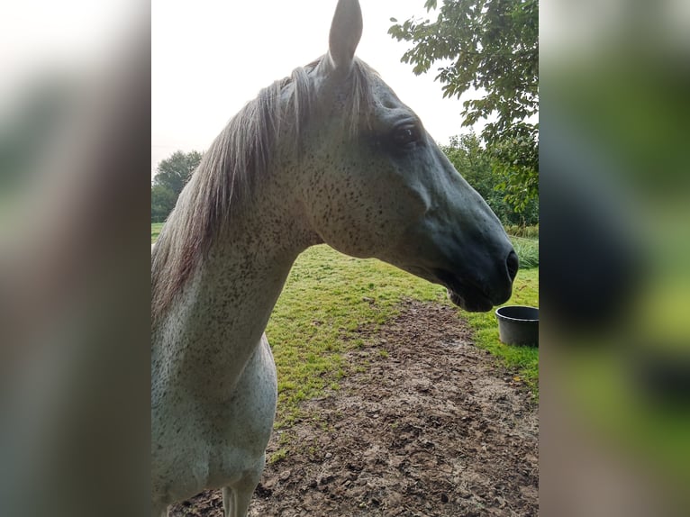 Spanisches Sportpferd Mix Wallach 17 Jahre 160 cm Schimmel in Hagen