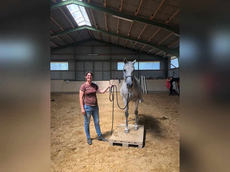 Spanisches Sportpferd Mix Wallach 17 Jahre 160 cm Schimmel in Hagen