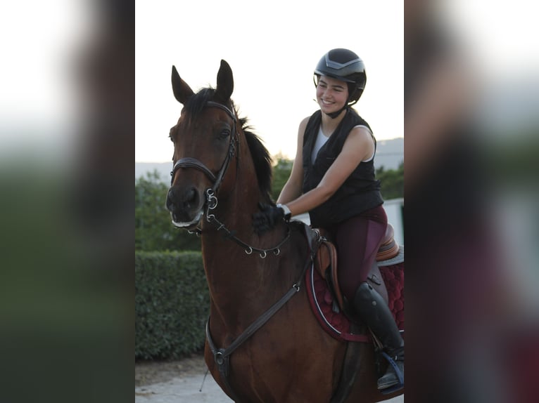 Spanisches Sportpferd Wallach 17 Jahre 165 cm Dunkelbrauner in Inca