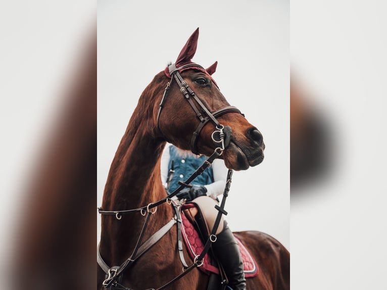 Spanisches Sportpferd Wallach 17 Jahre 165 cm Dunkelbrauner in Inca
