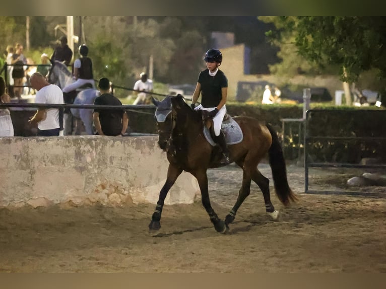 Spanisches Sportpferd Wallach 17 Jahre 165 cm Dunkelbrauner in Inca