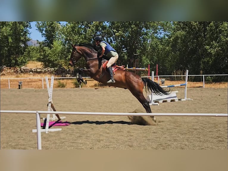 Spanisches Sportpferd Wallach 17 Jahre 166 cm Brauner in Madrid