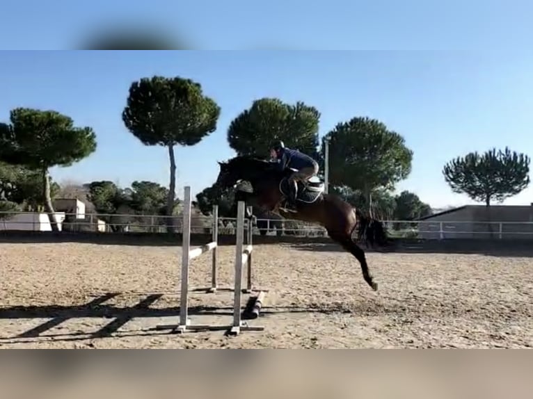 Spanisches Sportpferd Wallach 17 Jahre 166 cm Brauner in Madrid