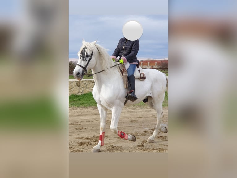 Spanisches Sportpferd Wallach 17 Jahre 167 cm Schimmel in Trescasas