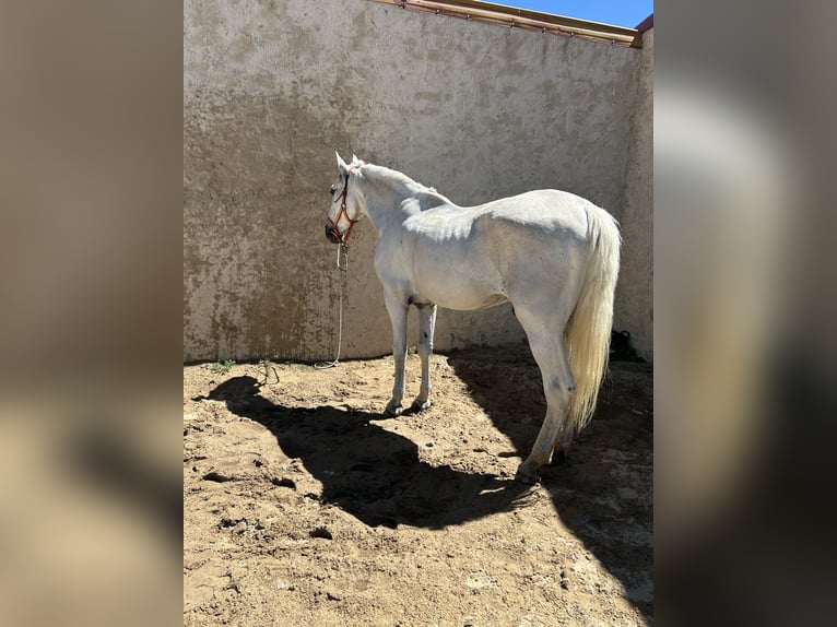 Spanisches Sportpferd Wallach 17 Jahre 167 cm Schimmel in Trescasas
