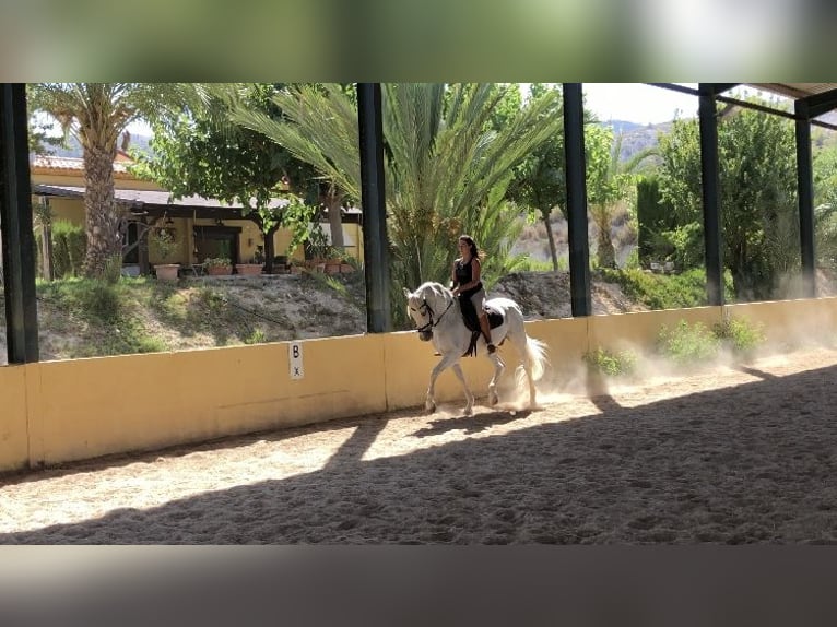 Spanisches Sportpferd Wallach 17 Jahre White in Almafra (Zona)