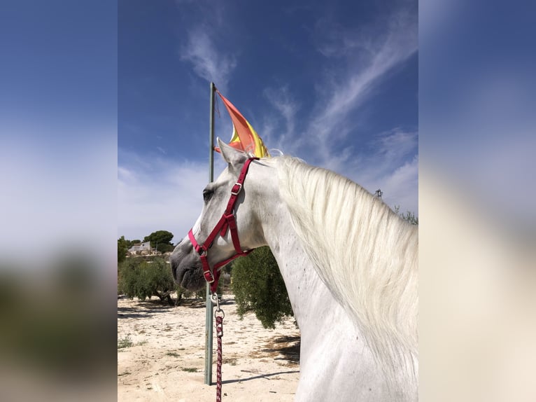 Spanisches Sportpferd Wallach 17 Jahre White in Almafra (Zona)