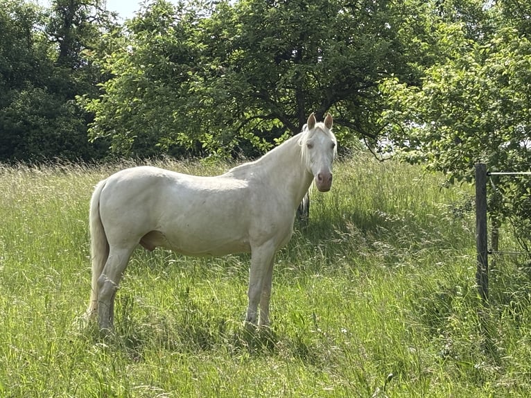 Spanisches Sportpferd Mix Wallach 18 Jahre 157 cm Cremello in Keltern