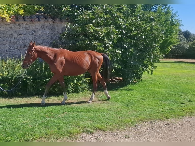 Spanisches Sportpferd Wallach 1 Jahr 158 cm Brauner in Trigueros Del Valle