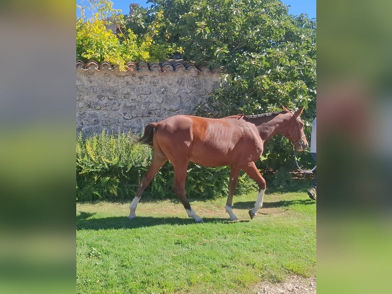 Spanisches Sportpferd Wallach 1 Jahr 158 cm Brauner in Trigueros Del Valle