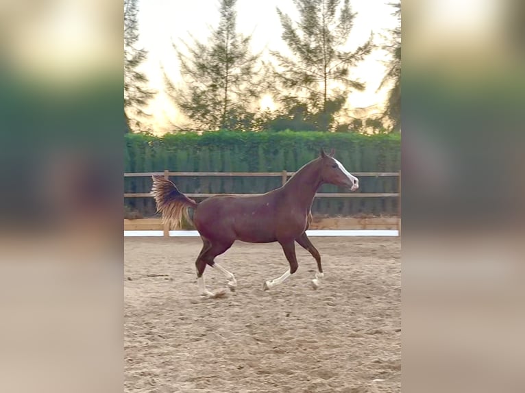 Spanisches Sportpferd Wallach 1 Jahr 167 cm Fuchs in Carmona