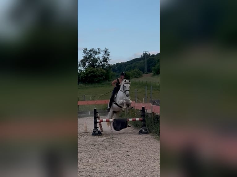 Spanisches Sportpferd Wallach 20 Jahre 156 cm Schimmel in Perl Nennig