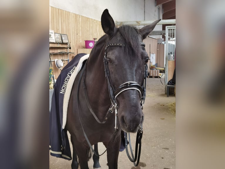 Spanisches Sportpferd Wallach 20 Jahre Rappe in Ebreichsdorf