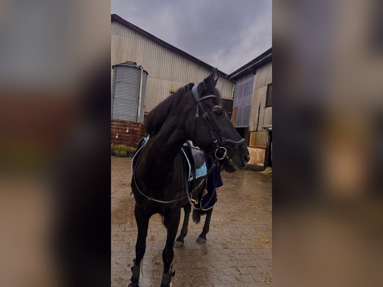 Spanisches Sportpferd Wallach 23 Jahre 150 cm Schwarzbrauner in Engen