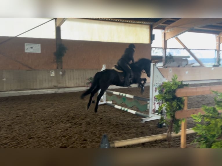 Spanisches Sportpferd Wallach 23 Jahre 150 cm Schwarzbrauner in Engen