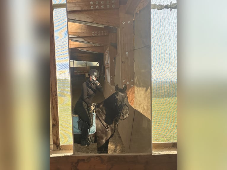 Spanisches Sportpferd Wallach 23 Jahre 150 cm Schwarzbrauner in Engen