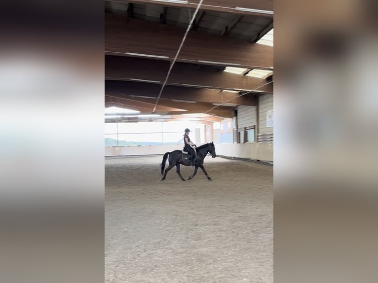 Spanisches Sportpferd Wallach 23 Jahre 150 cm Schwarzbrauner in Engen