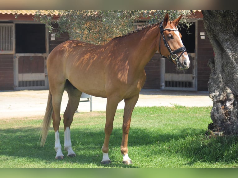 Spanisches Sportpferd Wallach 25 Jahre 168 cm Fuchs in Xabia/Javea