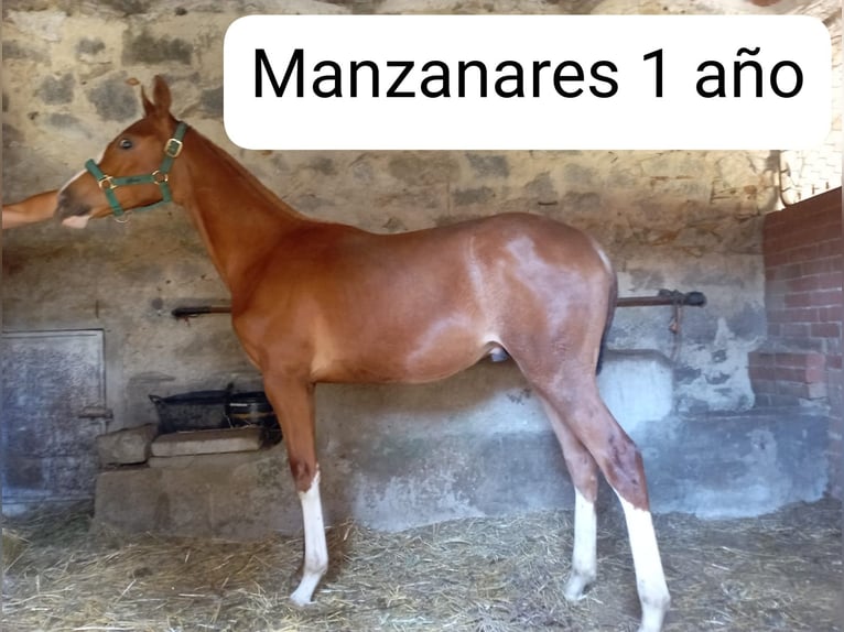 Spanisches Sportpferd Mix Wallach 2 Jahre 147 cm Fuchs in Collado Villalba