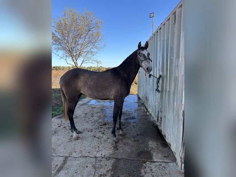 Spanisches Sportpferd Wallach 2 Jahre 154 cm Schimmel in Huelva