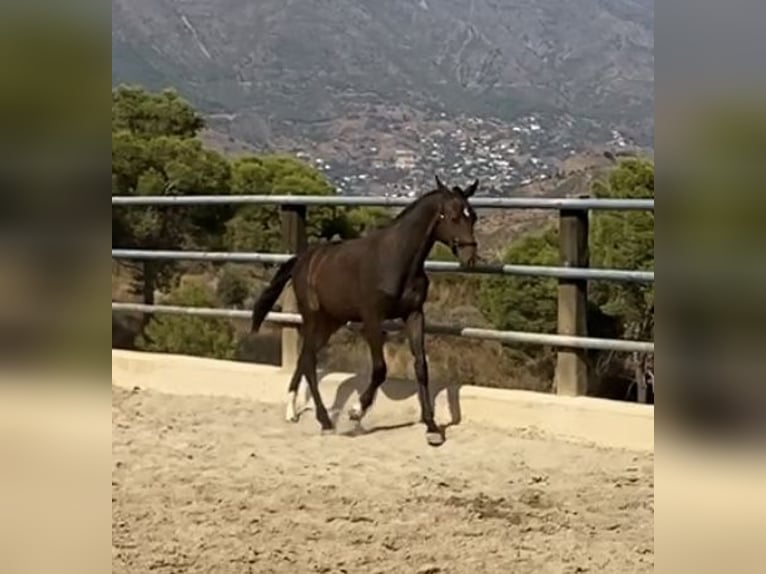 Spanisches Sportpferd Wallach 2 Jahre 158 cm Rappe in Mijas