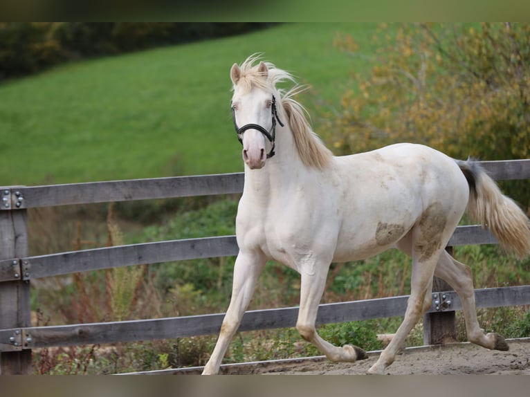 Spanisches Sportpferd Wallach 3 Jahre 149 cm Perlino in Fleurey