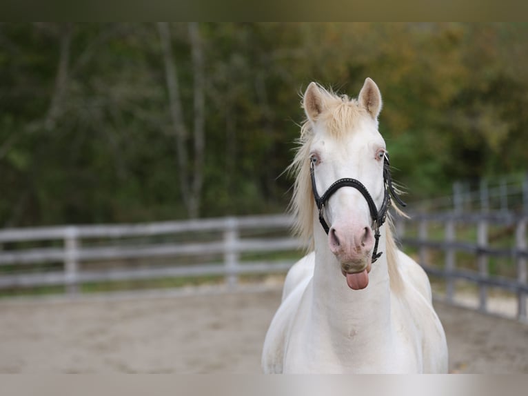 Spanisches Sportpferd Wallach 3 Jahre 149 cm Perlino in Fleurey