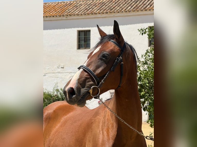 Spanisches Sportpferd Wallach 3 Jahre 160 cm Brauner in Sevilla