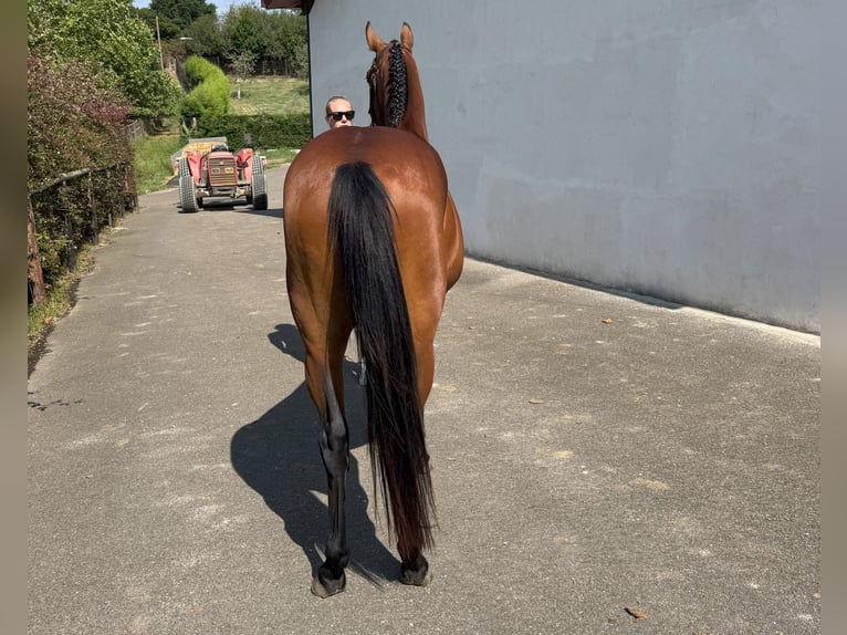 Spanisches Sportpferd Wallach 3 Jahre 162 cm Brauner in Goz&#xF3;n