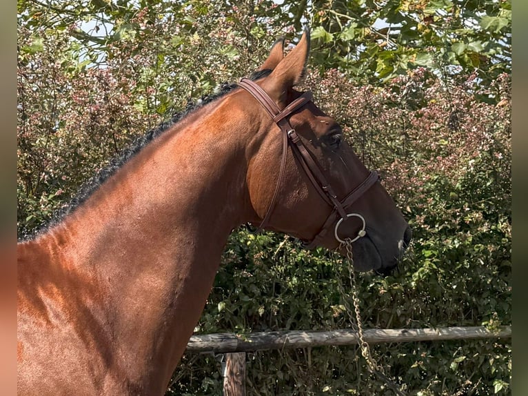 Spanisches Sportpferd Wallach 3 Jahre 162 cm Brauner in Goz&#xF3;n