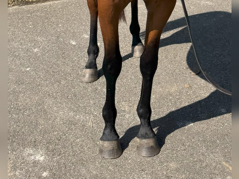 Spanisches Sportpferd Wallach 3 Jahre 162 cm Brauner in Goz&#xF3;n