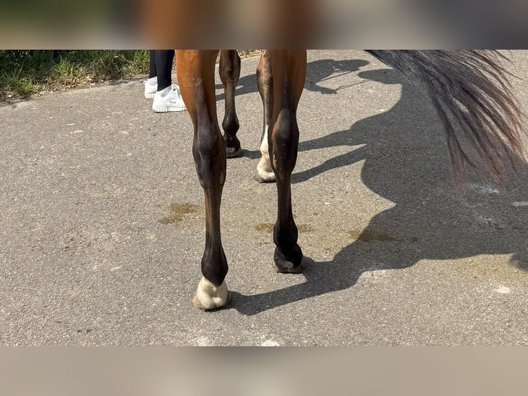 Spanisches Sportpferd Wallach 3 Jahre 164 cm Brauner in GOZON