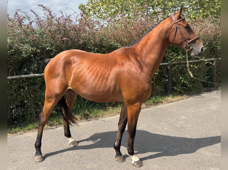 Spanisches Sportpferd Wallach 3 Jahre 164 cm Brauner in GOZON