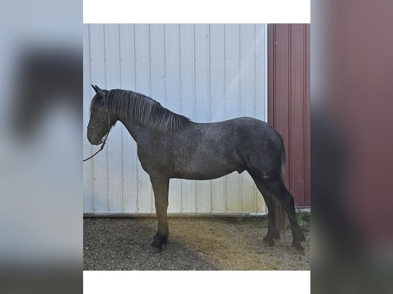 Spanisches Sportpferd Mix Wallach 3 Jahre 165 cm Apfelschimmel in Ann Arbor, MI