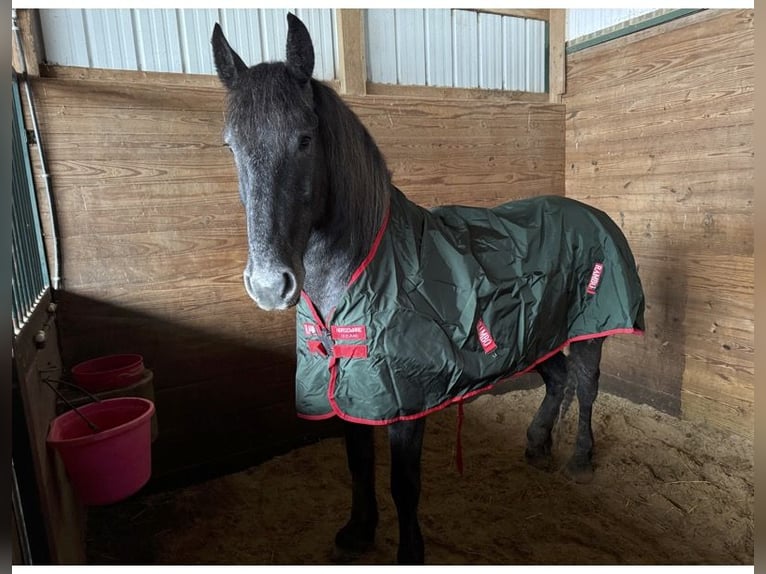 Spanisches Sportpferd Mix Wallach 3 Jahre 165 cm Apfelschimmel in Ann Arbor, MI