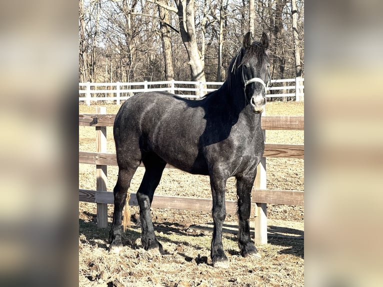 Spanisches Sportpferd Mix Wallach 3 Jahre 165 cm Apfelschimmel in Ann Arbor, MI