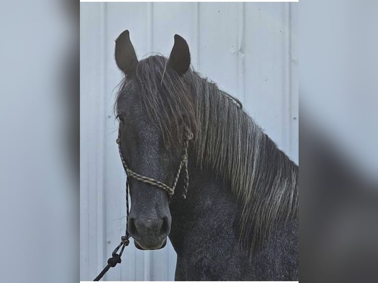 Spanisches Sportpferd Mix Wallach 3 Jahre 165 cm Apfelschimmel in Ann Arbor, MI