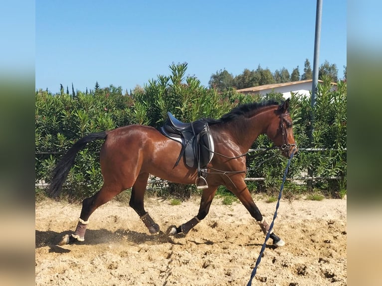 Spanisches Sportpferd Wallach 3 Jahre 168 cm Brauner in San Isidro del Guadalete
