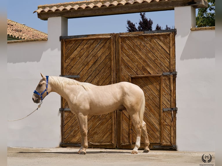 Spanisches Sportpferd Wallach 3 Jahre 168 cm Palomino in Navalperal De Pinares